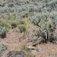 0 285 Meadows (Lots 11, 12 & 13) Drive, Ephrata, WA 98823