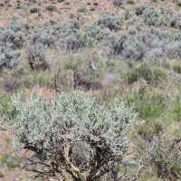 0 285 Meadows (Lots 11, 12 & 13) Drive, Ephrata, WA 98823