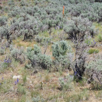 0 285 Meadows (Lots 11, 12 & 13) Drive, Ephrata, WA 98823