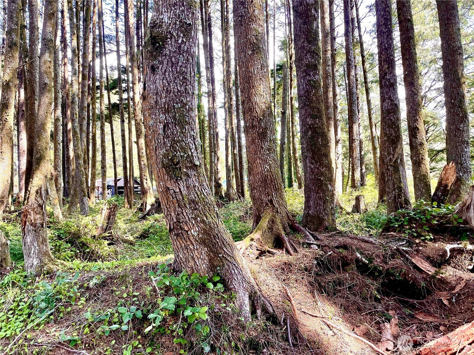 5 SR 109, Pacific Beach, WA 98571