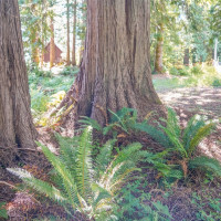 0 Maple Avenue, Brinnon, WA 98320