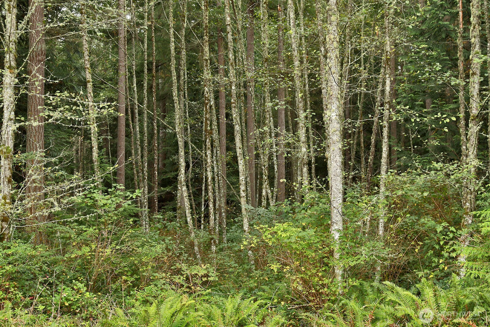 0 Lot D Saratoga Road, Langley, WA 98260