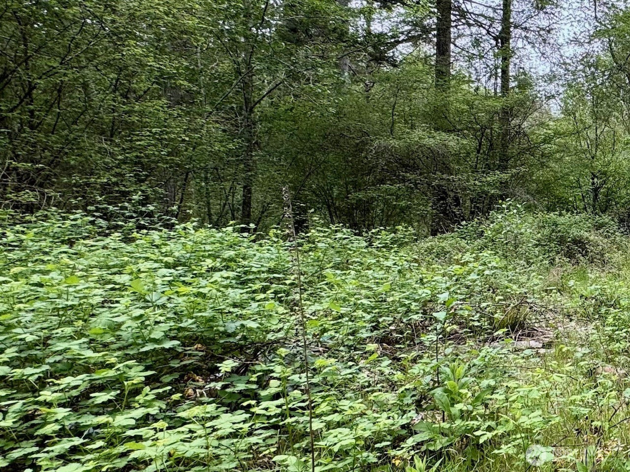 32417 BENBOW Drive E, Graham, WA 98338