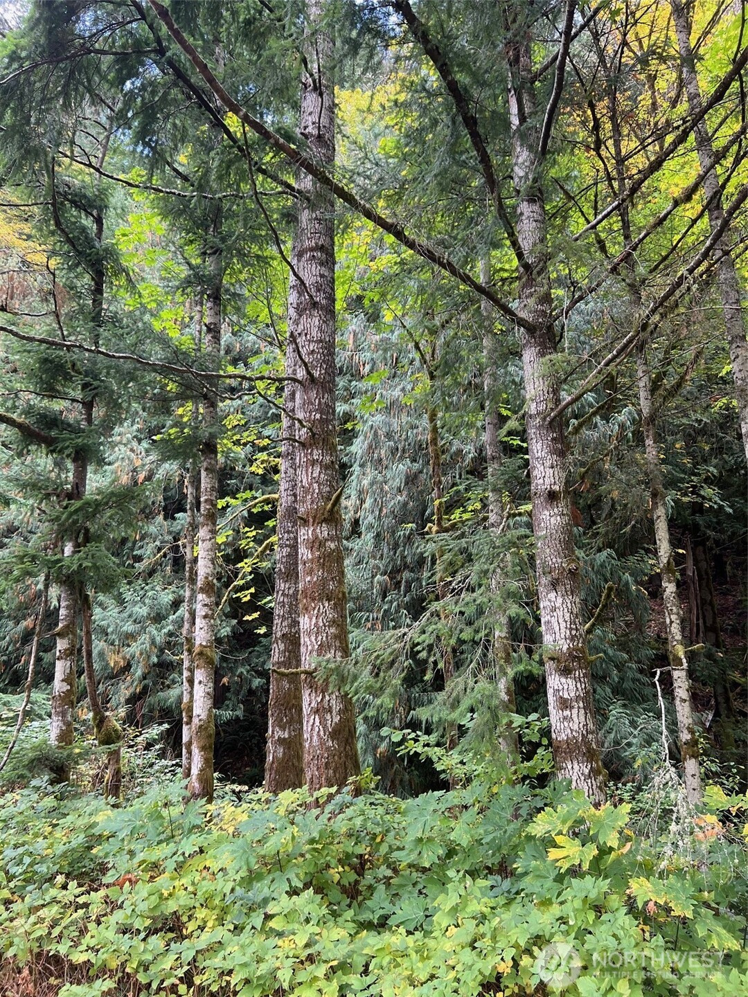 0 US Hwy 12, White Pass, WA 98377