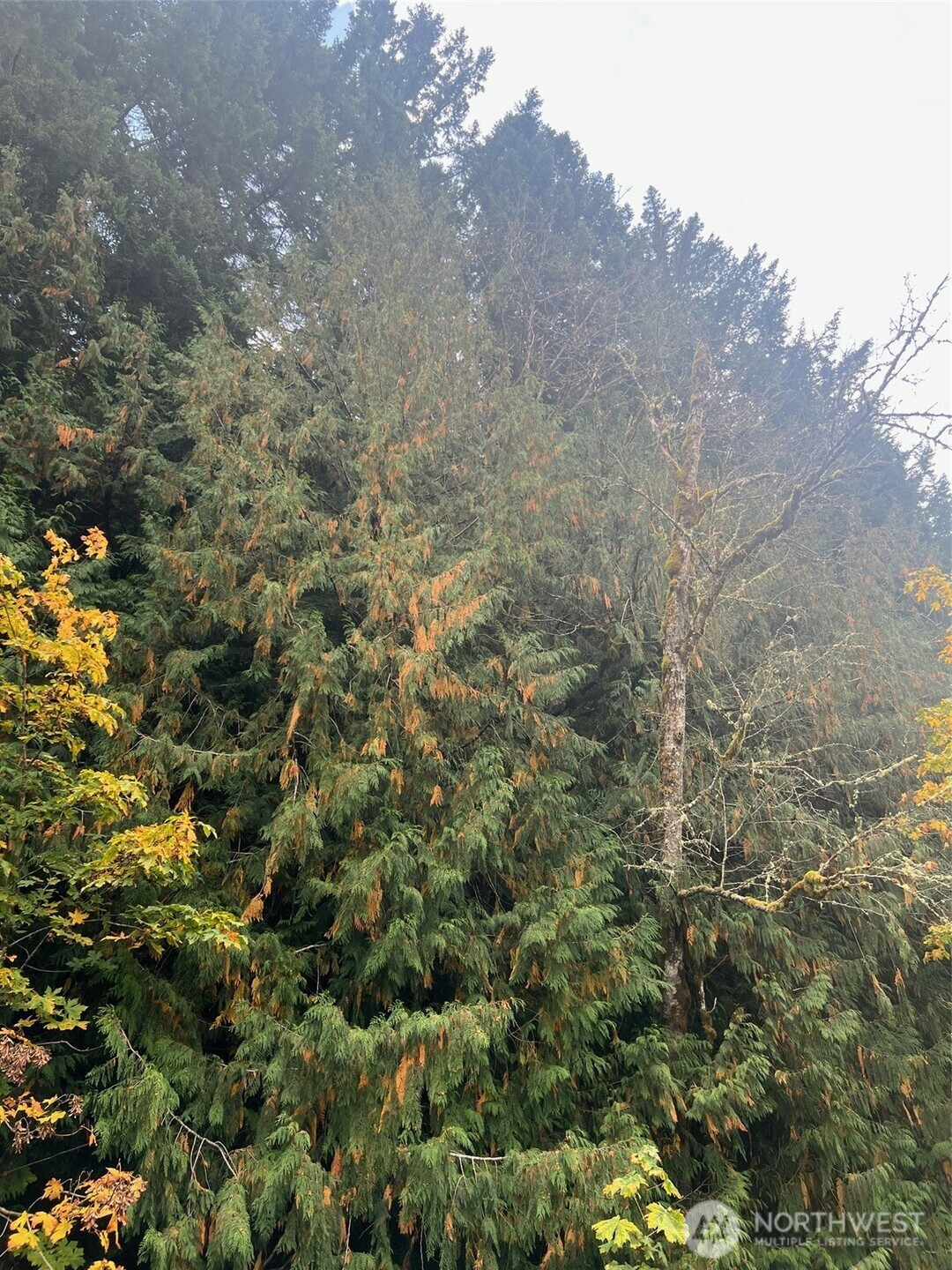 0 US Hwy 12, White Pass, WA 98377