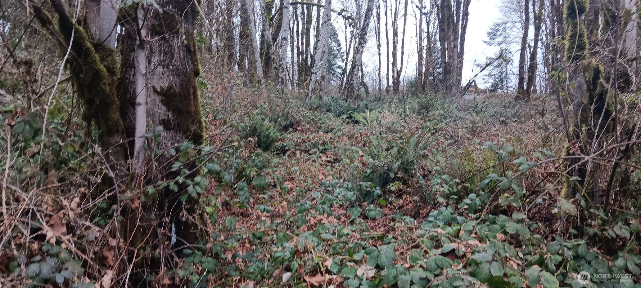 0 W County Line Road, McCleary, WA 98557