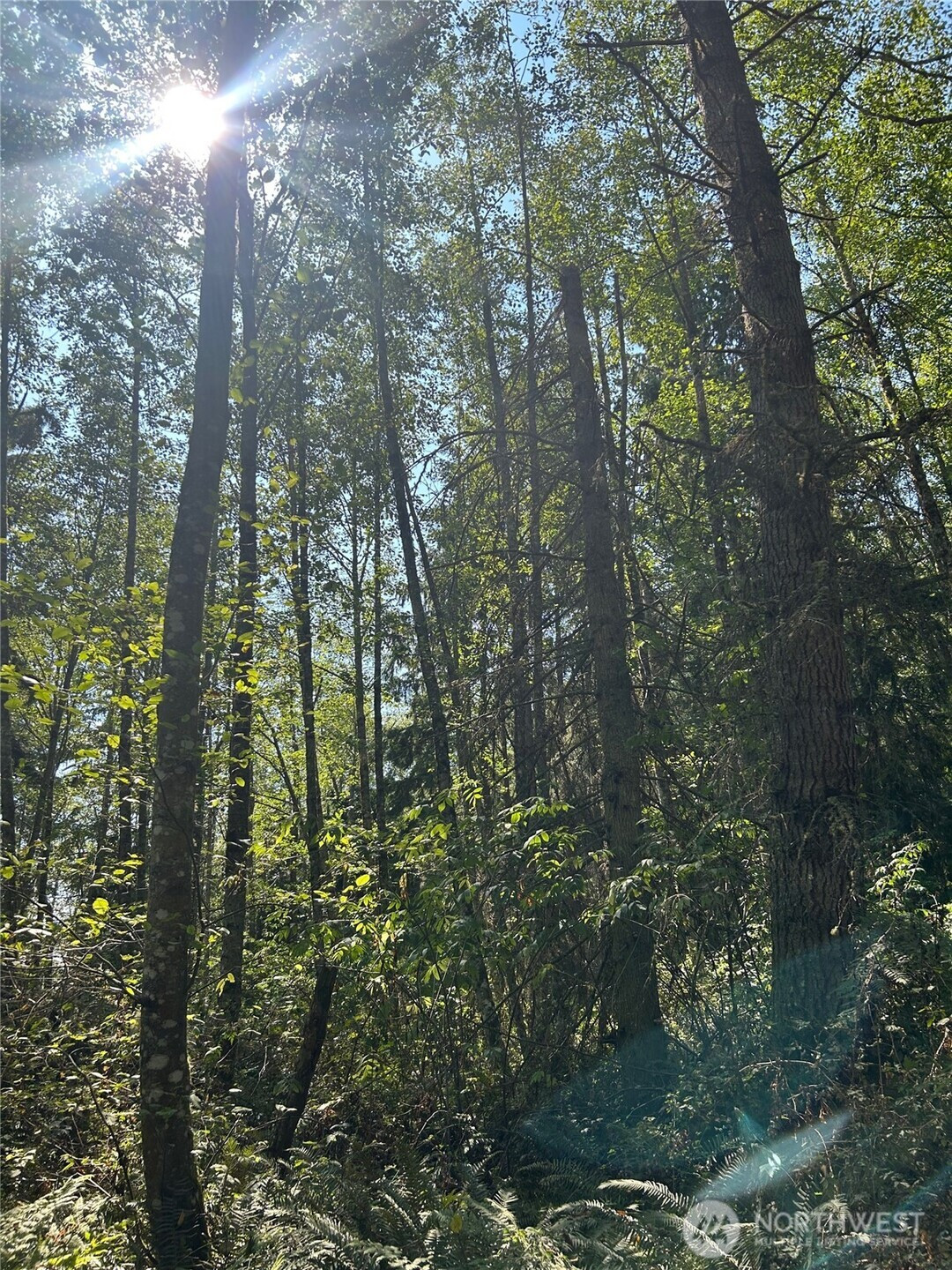 0 xxx Forest View Lane, Greenbank, WA 98253