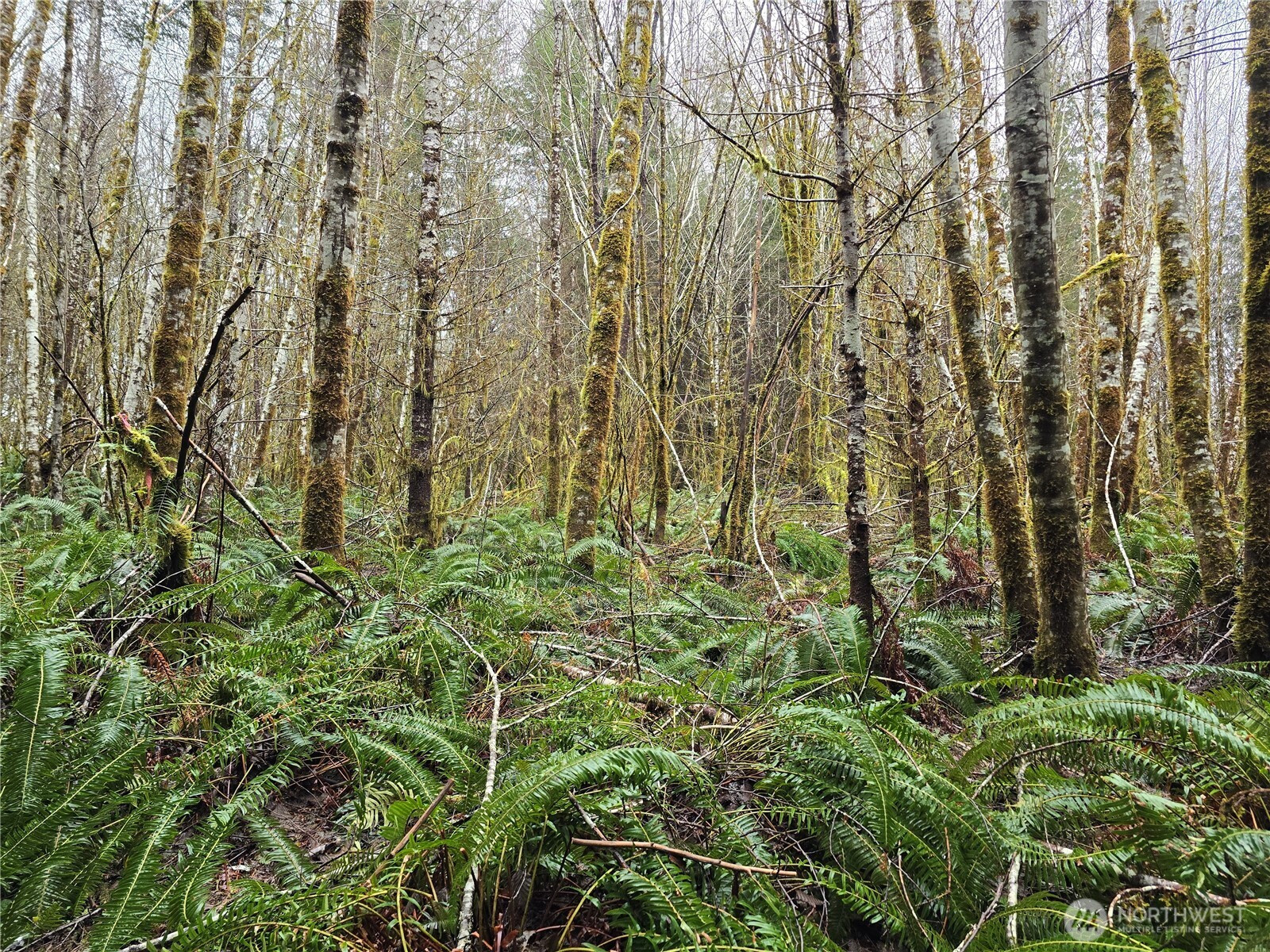 0 Lot 4 W Elk Hill Road, Elma, WA 98541