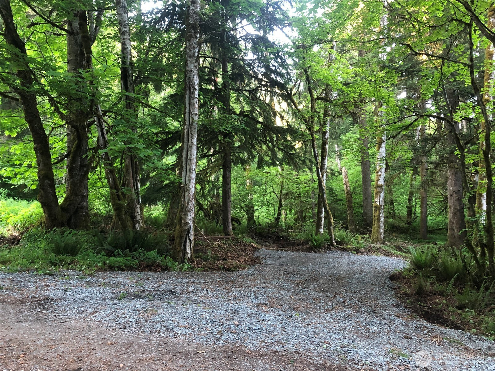 31704 Mount Tahoma Canyon Road, Ashford, WA 98304