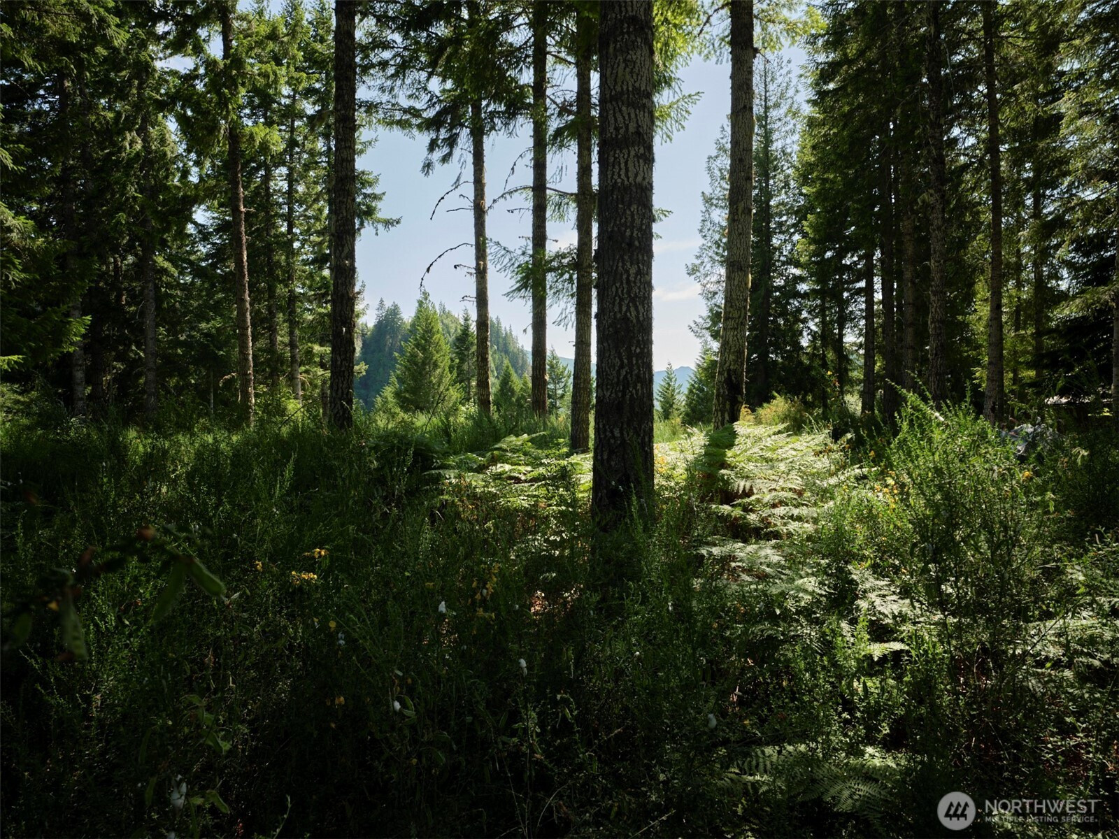 0 Phyllis Ann Block Court, Cougar, WA 98616