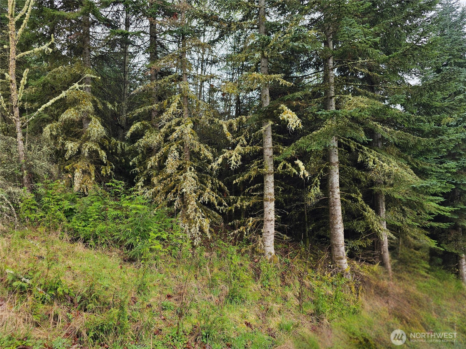 0 Birley Rd, Mossyrock, WA 98564