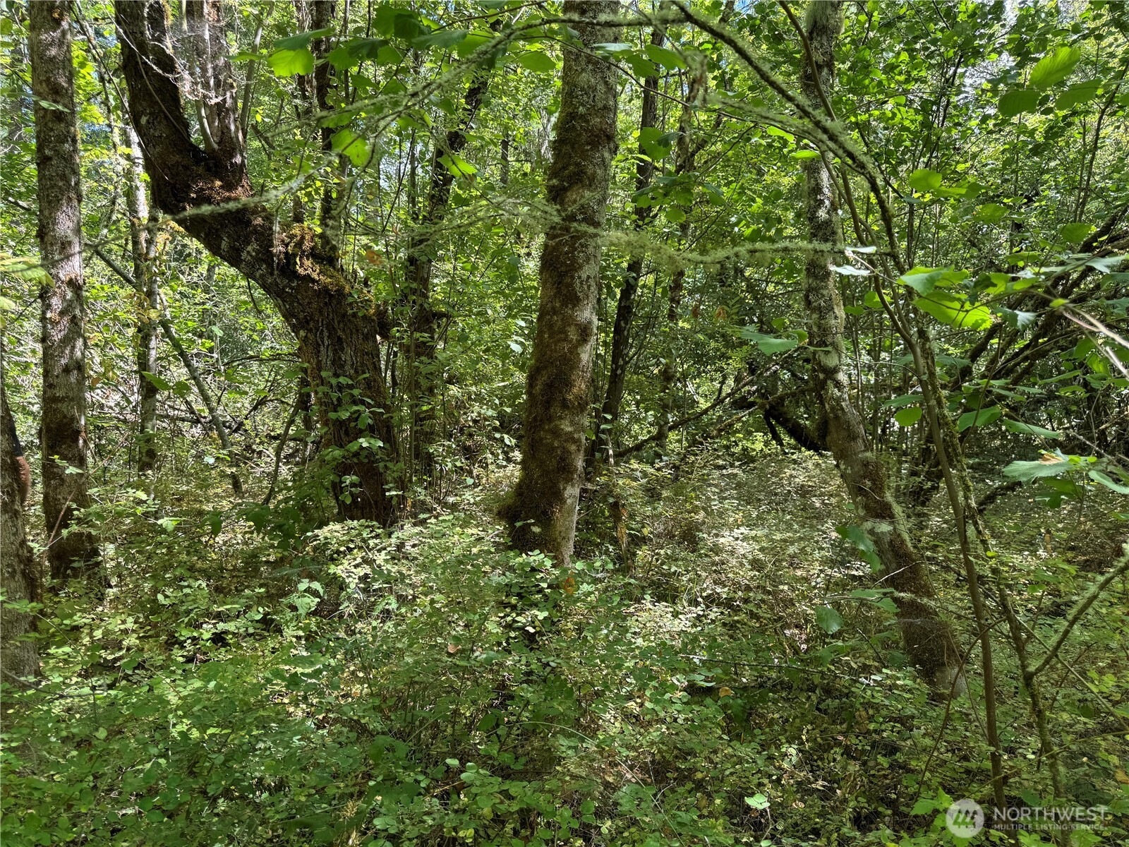 0 Chuckawa Lane SE, Yelm, WA 98597