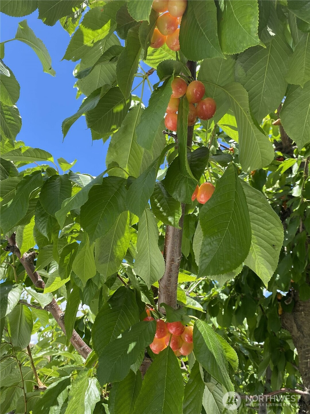 543 Jack Wells Road, Bridgeport, WA 98813