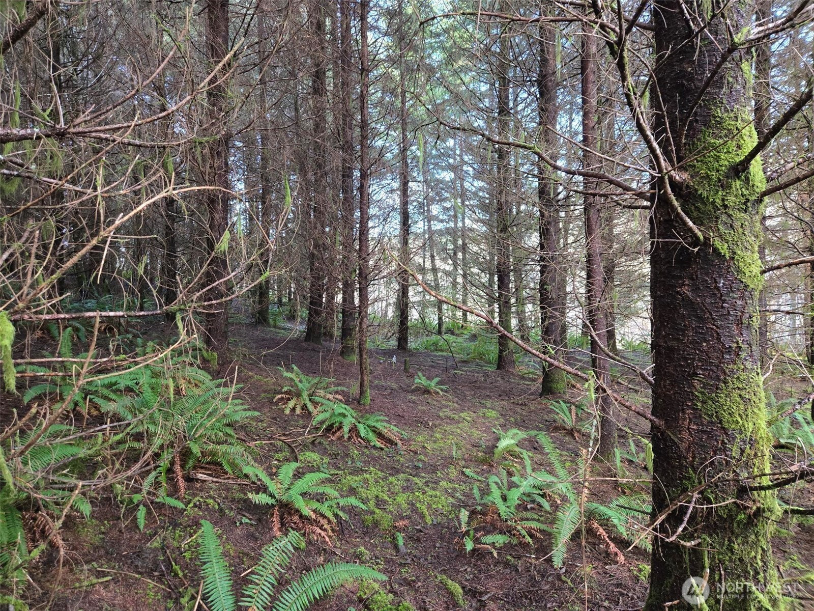 0 End of Workman Creek Road, Elma, WA 98541