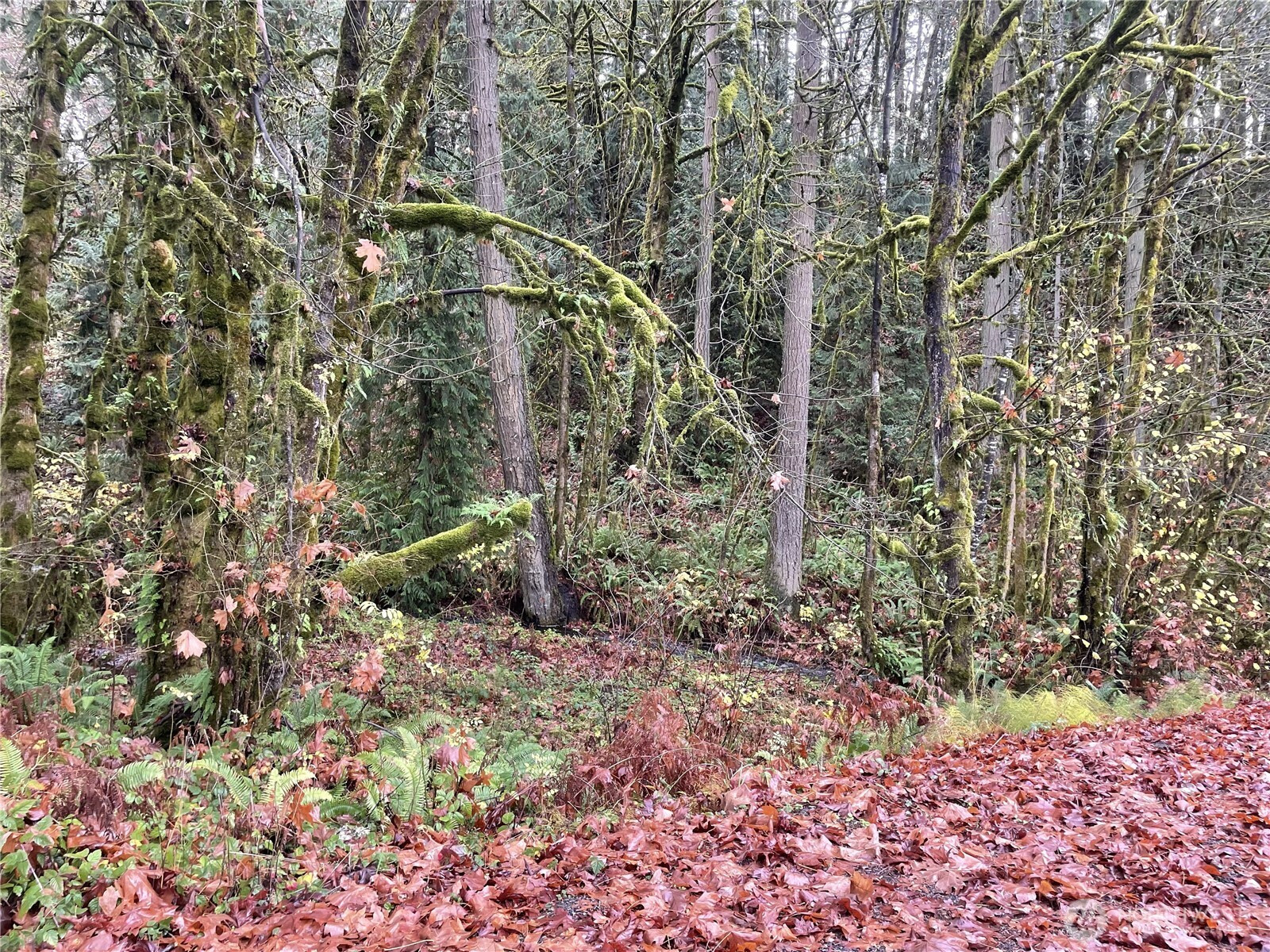 0 WA 505, Toledo, WA 98591