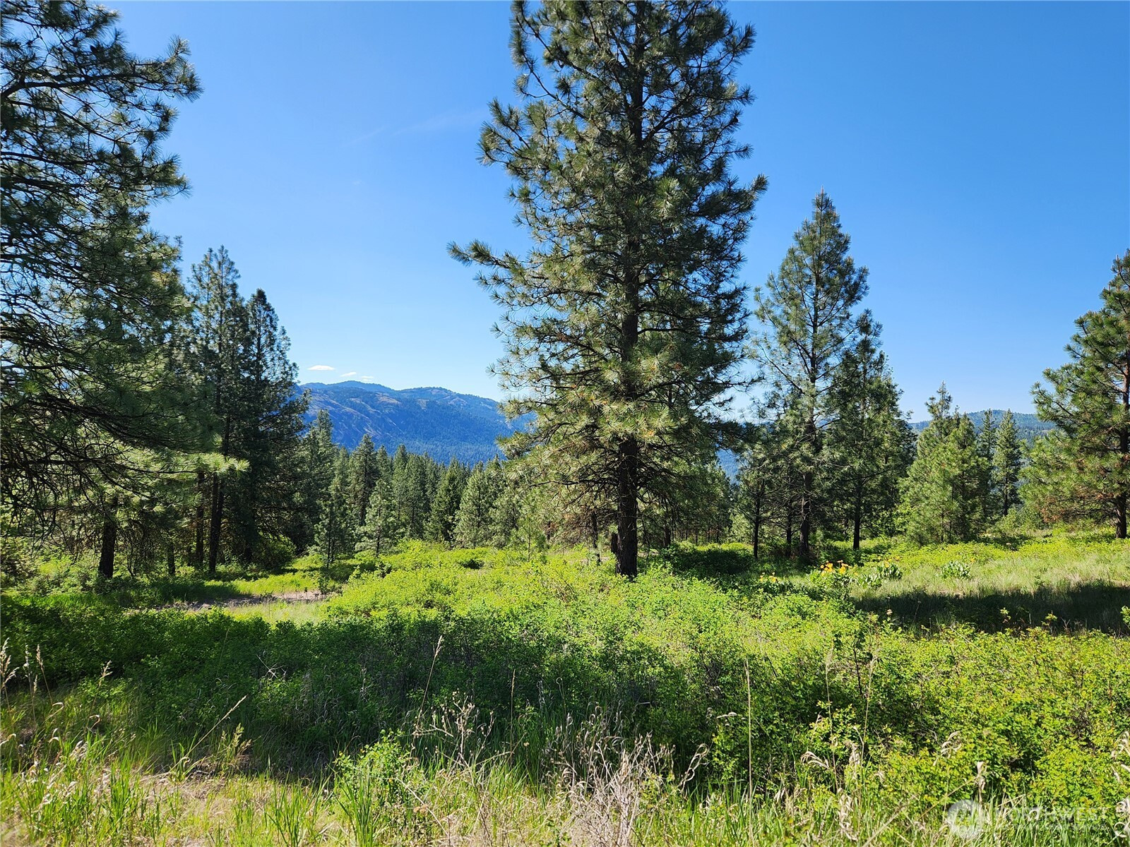 0 Gold Mountain Road, Republic, WA 99166